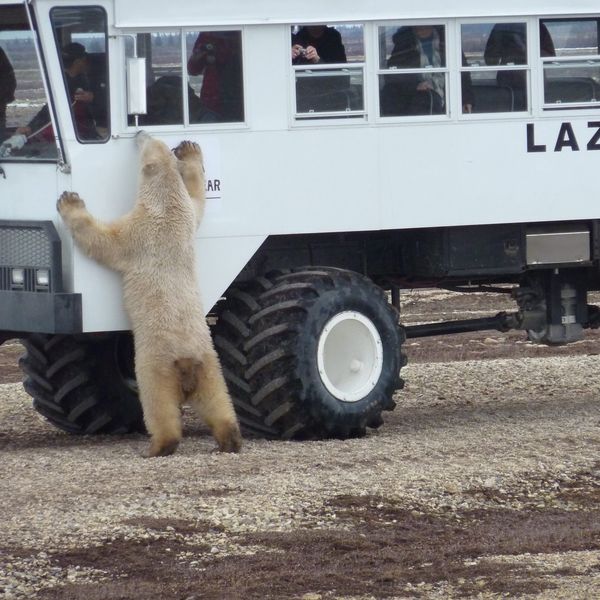 IJsbeer Churchill - Manitoba - Canada - Doets Reizen