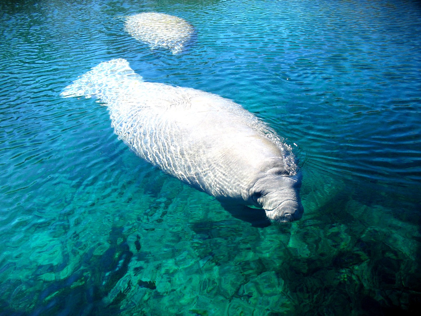 Zwemmen met zeekoeien - Crystal River - Florida - Doets Reizen