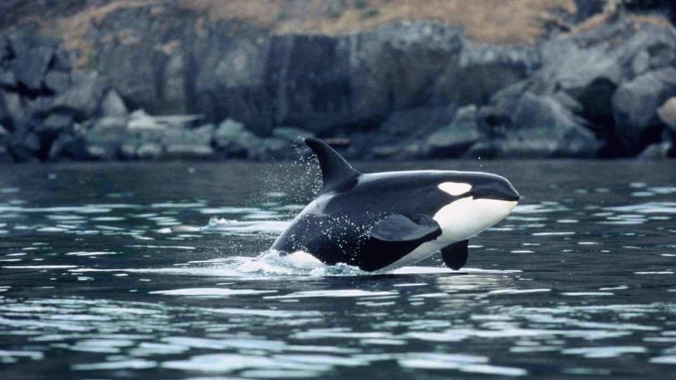 Orka's spotten Victoria - Vancouver Island - British Columbia - Canada - Doets Reizen
