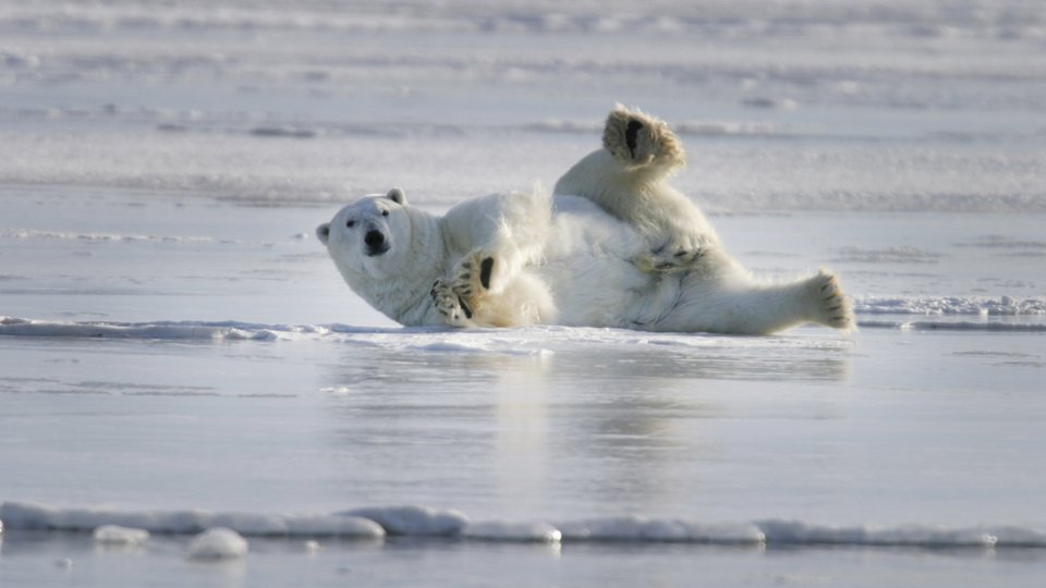 IJsbeer Churchill - Manitoba - Canada - Doets Reizen