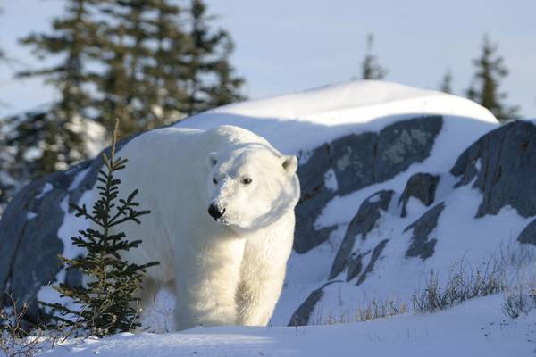 IJsbeer Churchill - Manitoba - Canada - Doets Reizen