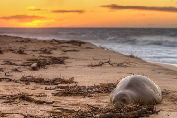 Zeeleeuw op het strand van Lanai