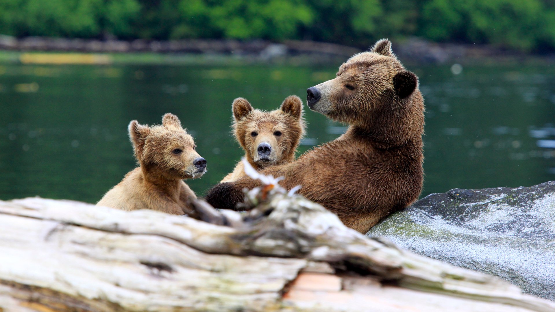 Farewell Harbour Lodge - British Columbia - Canada - Doets Reizen