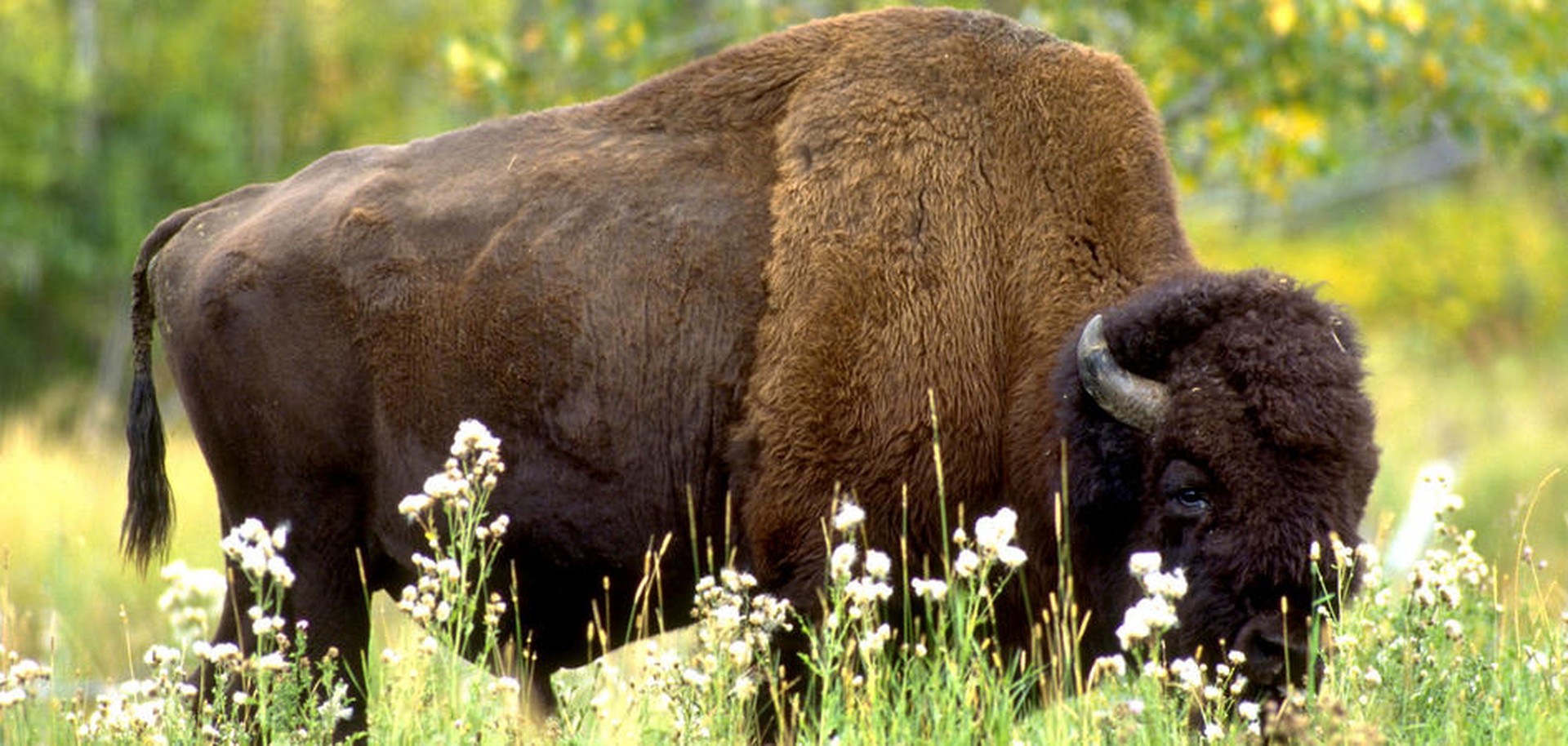 Banff Wildlife - Alberta - Canada - Doets Reizen