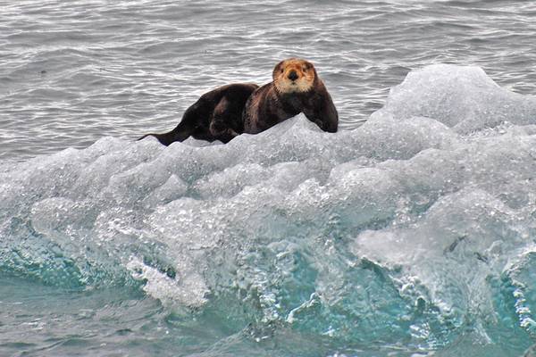 Prince William Sound - Alaska - Doets Reizen