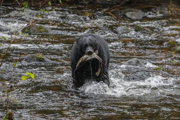 Spirit Bear Lodge - Doets Reizen - Canada - Vancouver Island