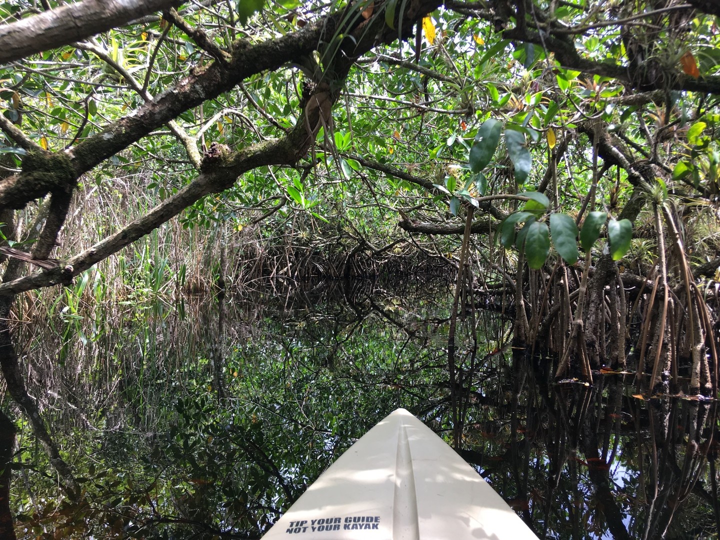 Mangrove Tunnel Tour - Everglades National Park - Florida - Doets Reizen