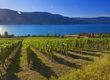 Gray Monk Estate Winery - Kelowna - Okanagan Valley - British Columbia - Canada - Doets Reizen