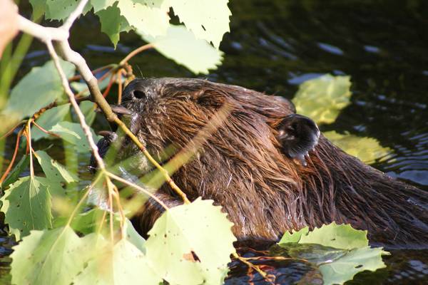 Sacacomie Lodge - Quebec - Canada - Doets Reizen