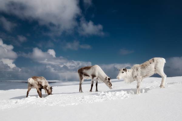 Ivalo - Doets Reizen - Vakantie Finland - Credits VisitFinland