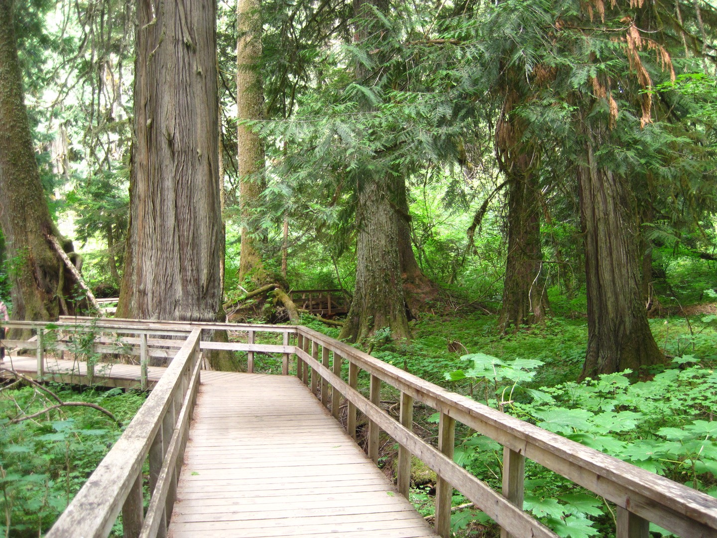 Mount Rainier National Park - Washington State - Doets Reizen