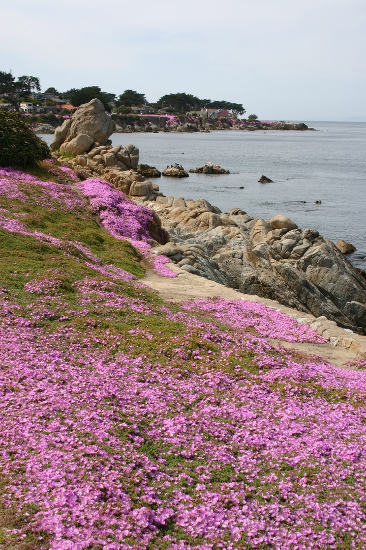 Monterey - California - Amerika - Doets Reizen