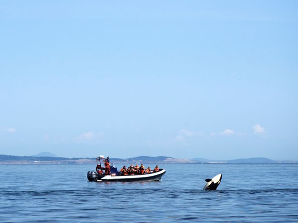 Orka's spotten Victoria - Vancouver Island - British Columbia - Canada - Doets Reizen