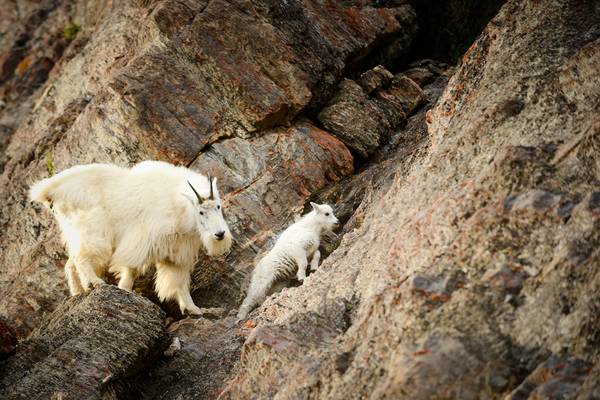 Mountain Goat - Jasper National Park - Doets Reizen - Jeff Bartlett @photojbartlett