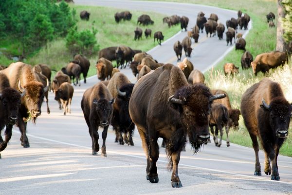 Custer State Park - South Dakota - Amerika - Doets Reizen
