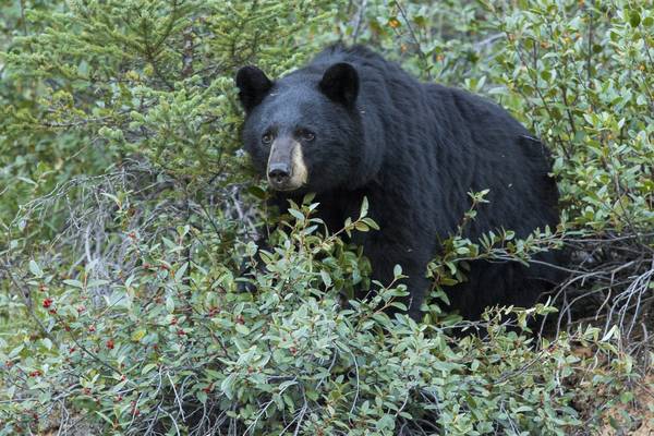 Wildlife - Icefields Parkway - Alberta - Canada - Doets Reizen