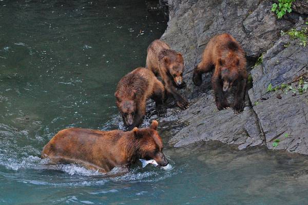 Wildlife Katmai National Park - Alaska - Doets Reizen