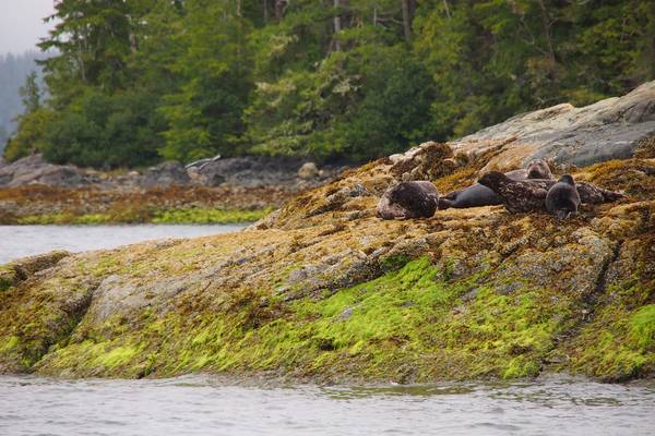 Pacific Rim National Park - Vancouver Island - British Columbia - Canada - Doets Reizen