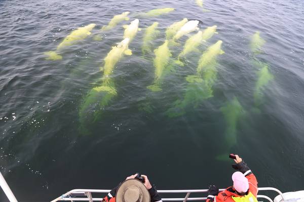Beluga Churchill - Manitoba - Canada - Doets Reizen