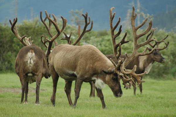 Wildlife Denali National Park - Alaska - Doets Reizen