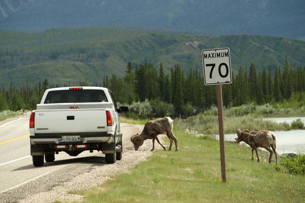 Jasper National Park Wildlife - Alberta - Canada - Doets Reizen