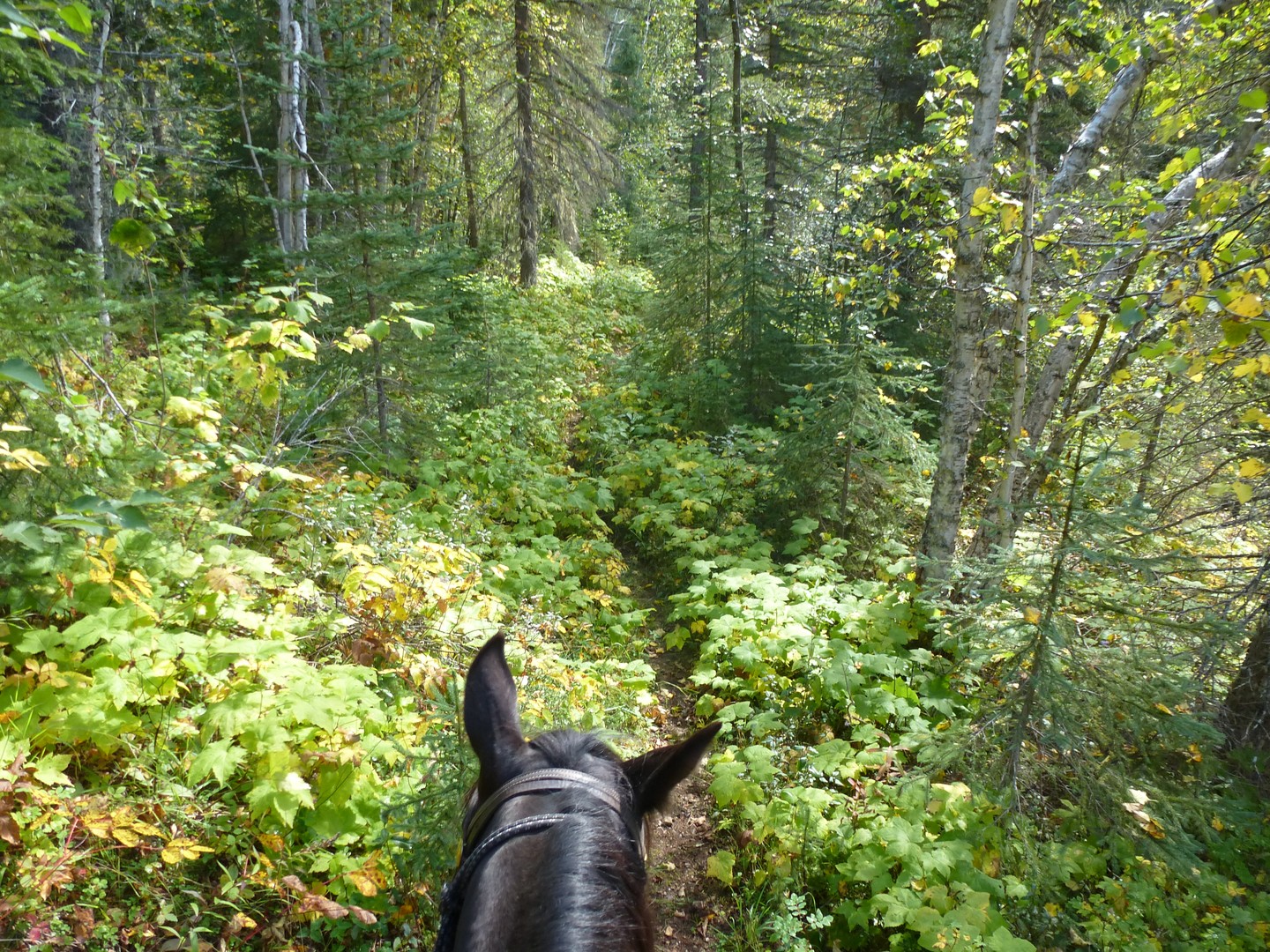 Paardrijden in Wells Gray Provincial Park - British Columbia - Canada - Doets Reizen