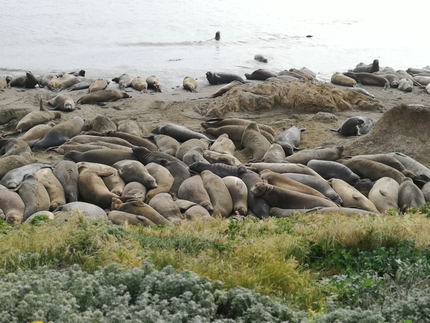 Zeeolifanten San Simeon - California - Amerika - Doets Reizen