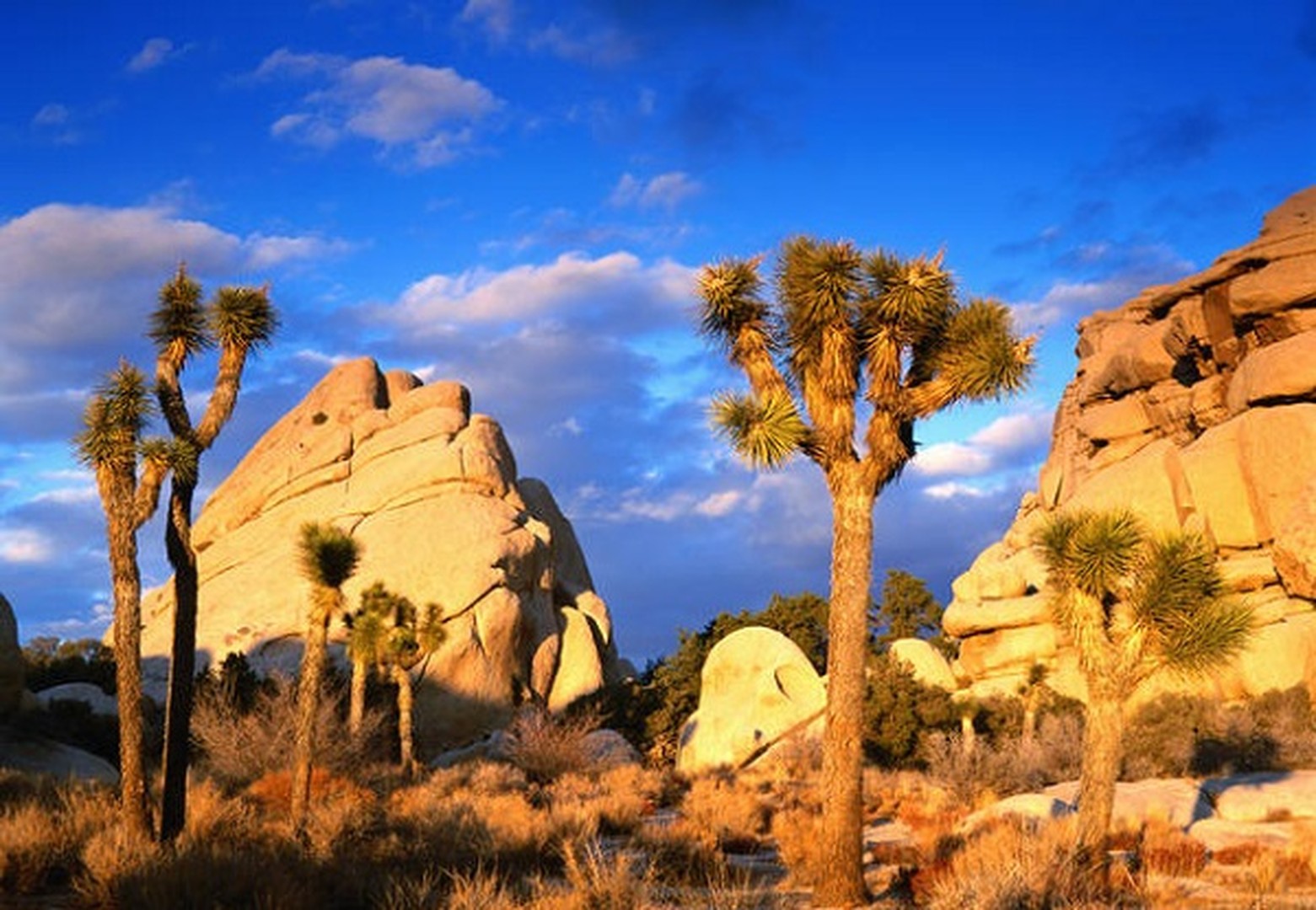 Joshua Tree National Park - California - Amerika - Doets Reizen