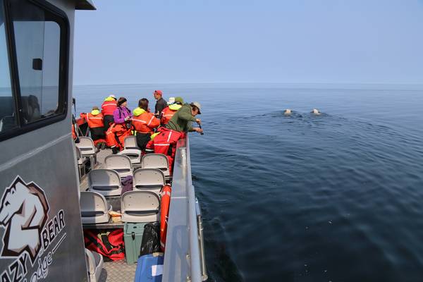 Beluga Churchill - Manitoba - Canada - Doets Reizen