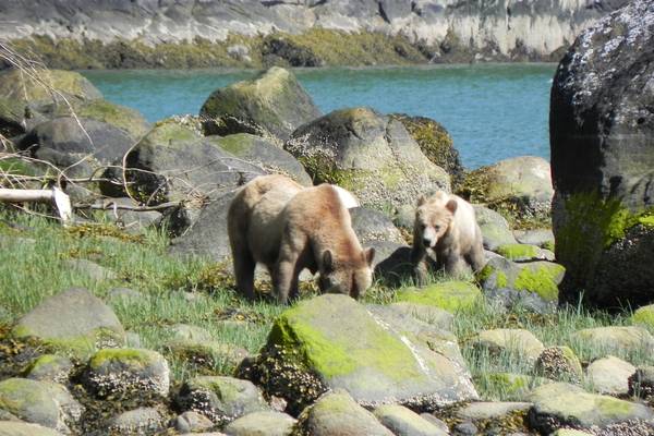 Tide Rip Tours - Telegraph Cove - Vancouver Island - British Columbia - Canada - Doets Reizen