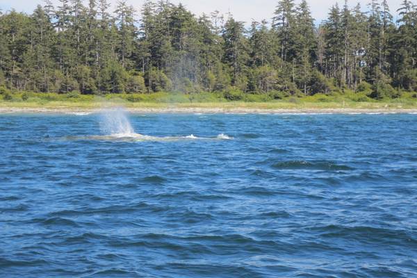Pacific Rim National Park - Vancouver Island - British Columbia - Canada - Doets Reizen
