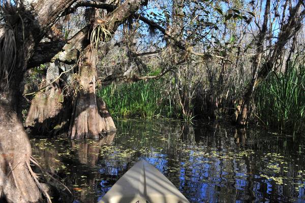 Mangrove Tunnel Tour - Everglades National Park - Florida - Doets Reizen