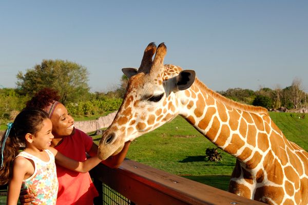 Busch Gardens - Tampa - Florida - Doets Reizen