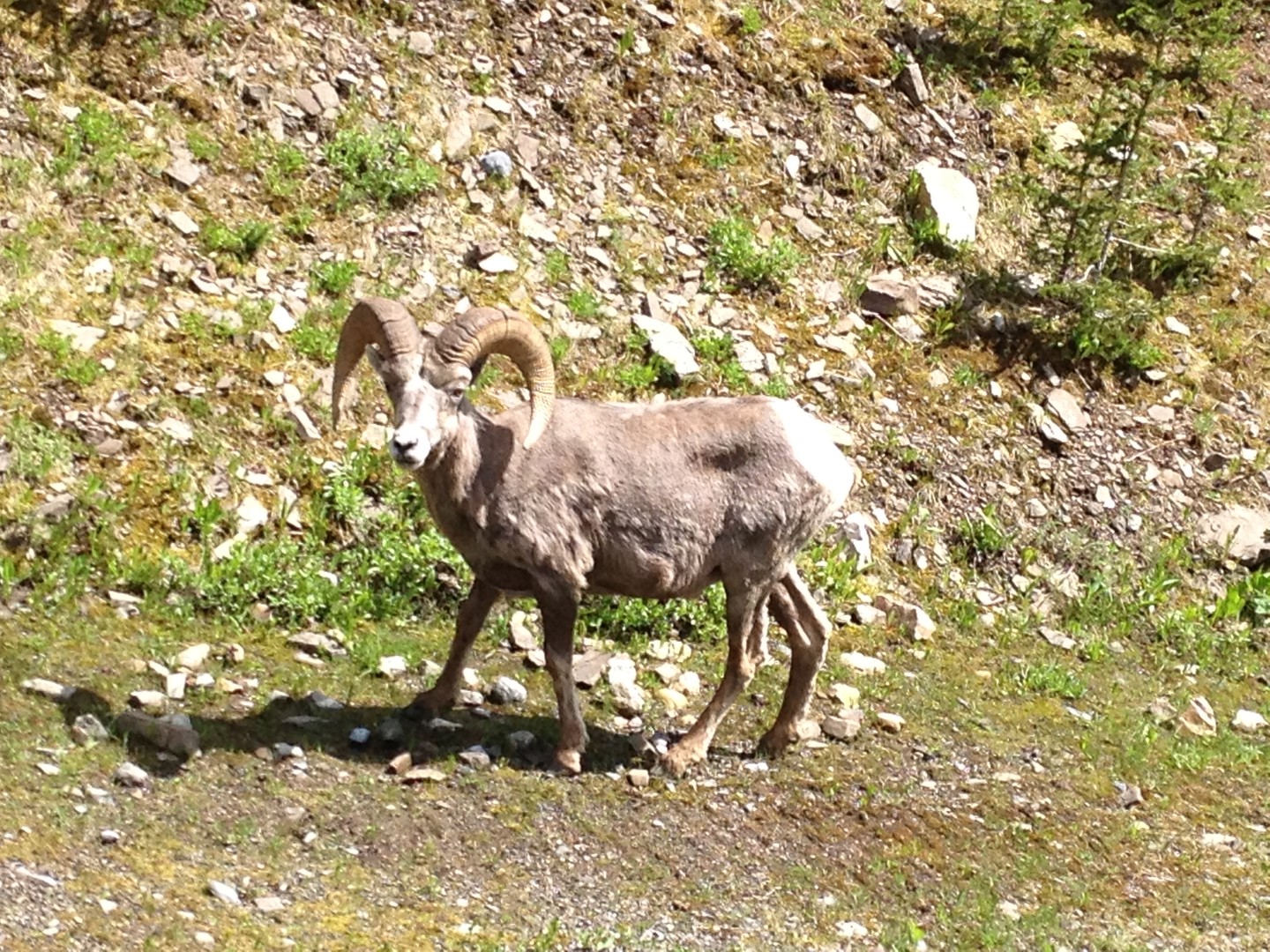 Kananaskis - Alberta - Canada - Doets Reizen