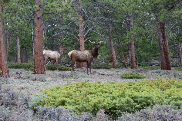 Rocky Mountain National Park - Colorado - Doets Reizen