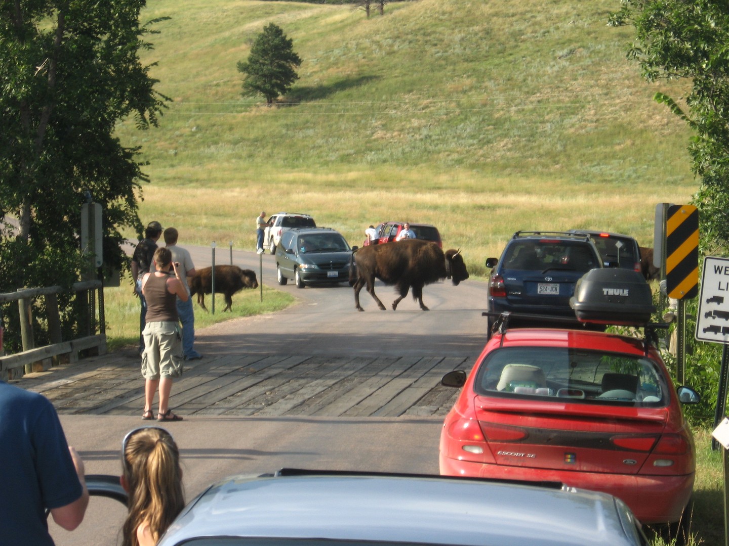 Custer State Park - South Dakota - Amerika - Doets Reizen