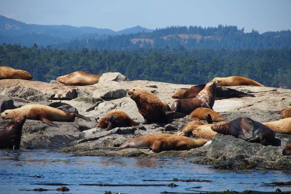 Orka's spotten Victoria - Vancouver Island - British Columbia - Canada - Doets Reizen