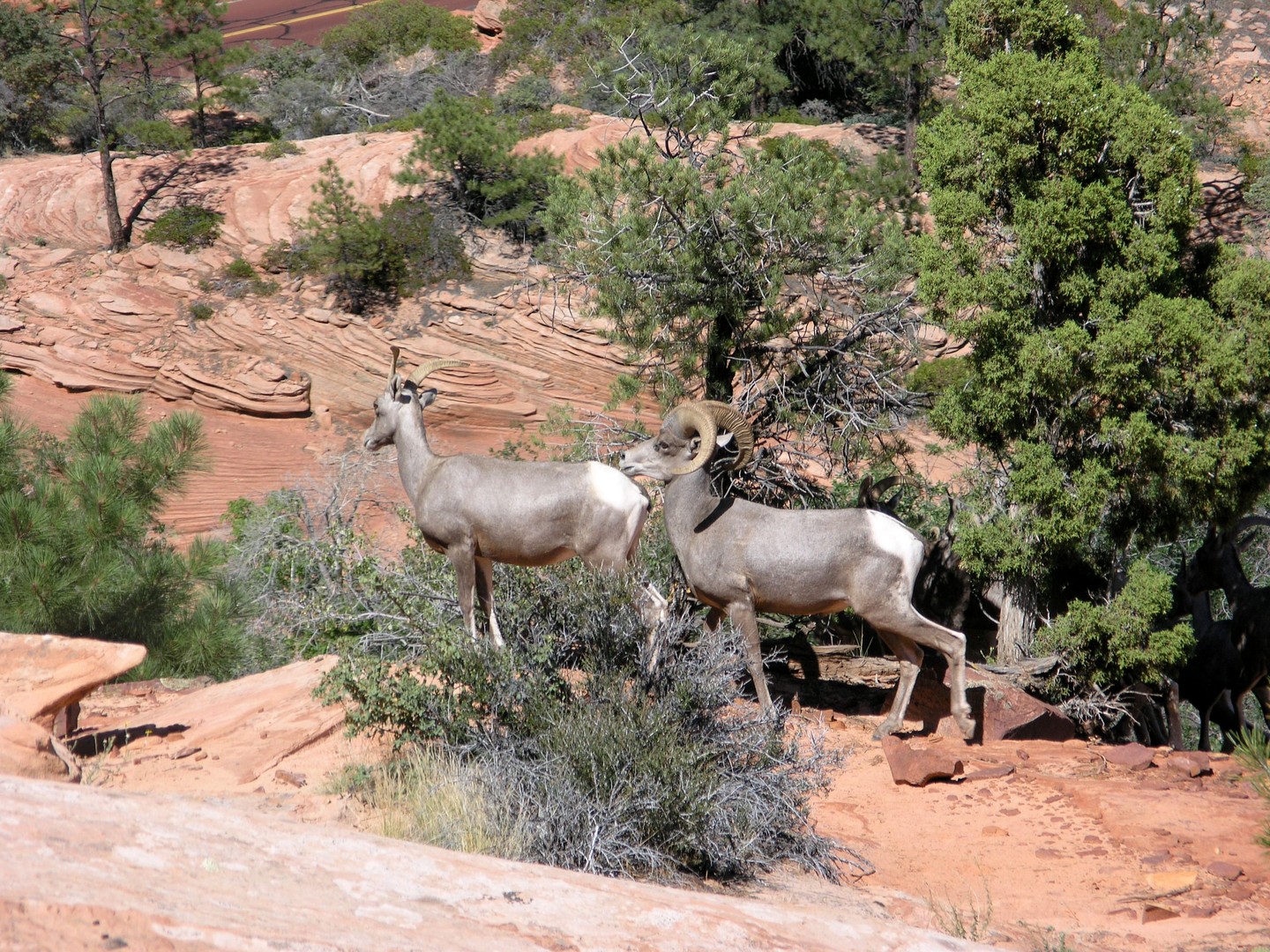Zion National Park - Utah - Doets Reizen