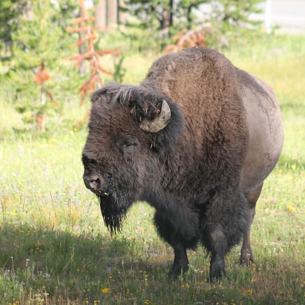 Wildlife Safari - Grand Teton National Park - Wyoming - Doets Reizen