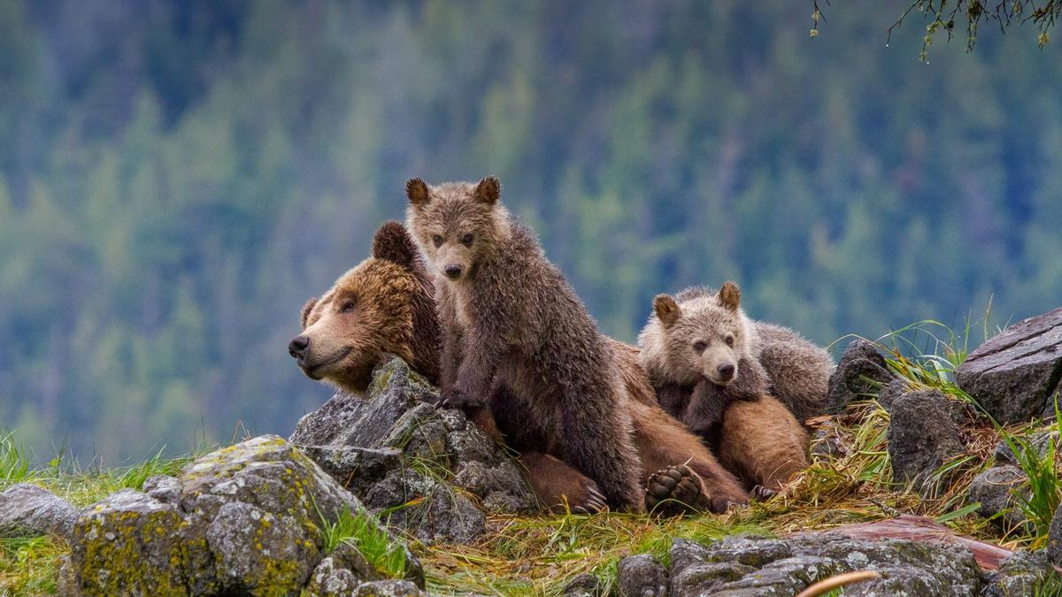 Canadian Bears, Whales & Mountains rondreis | Doets Reizen