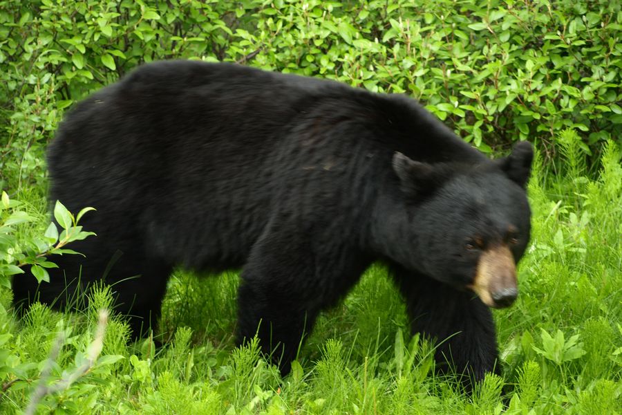 Jasper National Park Wildlife - Alberta - Canada - Doets Reizen