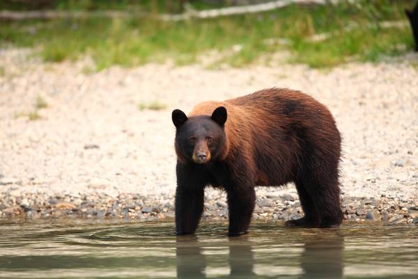 Blue River - Mud Lake - British Columbia - Canada - Doets Reizen