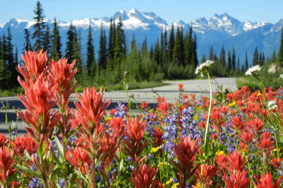 Mount Revelstoke National - British Columbia - Canada - Doets Reizen