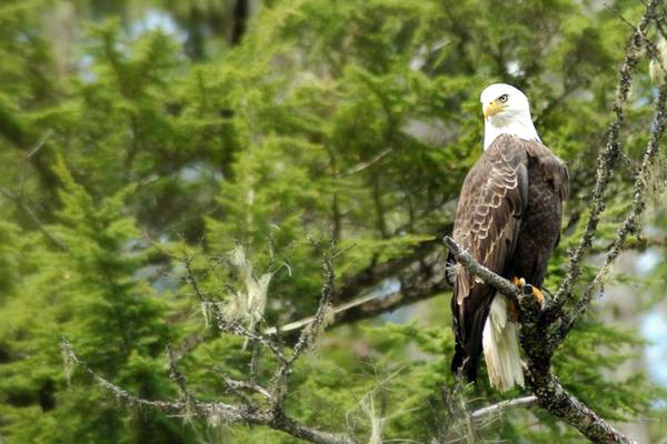 Blue River - Mud Lake - British Columbia - Canada - Doets Reizen