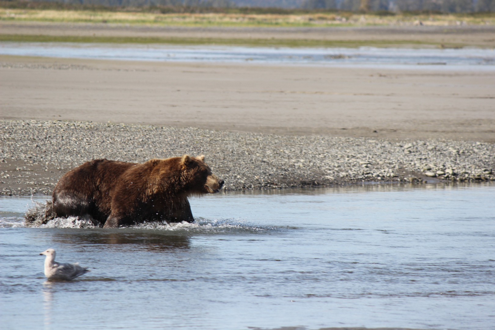 Beren spotten - Katmai National Park - Alaska - Doets Reizen