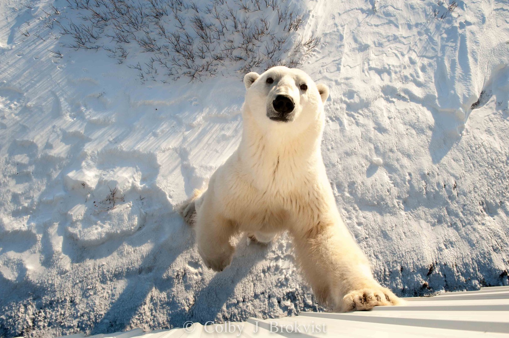 IJsbeer Churchill - Manitoba - Canada - Doets Reizen