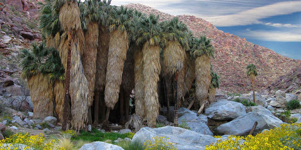 Anza Borrego Desert - California - Amerika - Doets Reizen