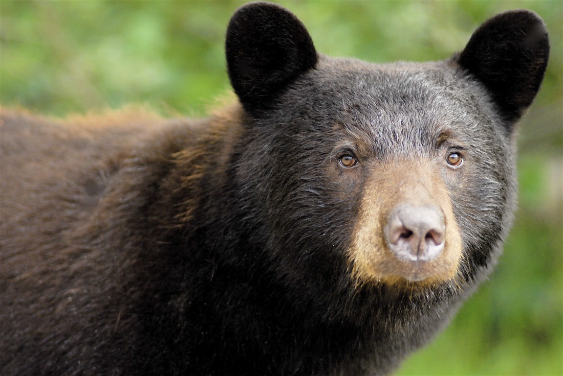Spirit, Grizzly of Zwarte Beer? | Doets Reizen