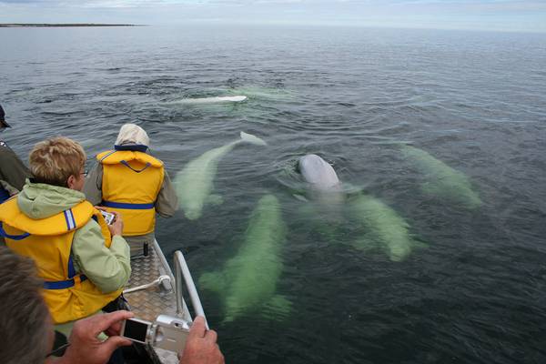 Beluga Churchill - Manitoba - Canada - Doets Reizen