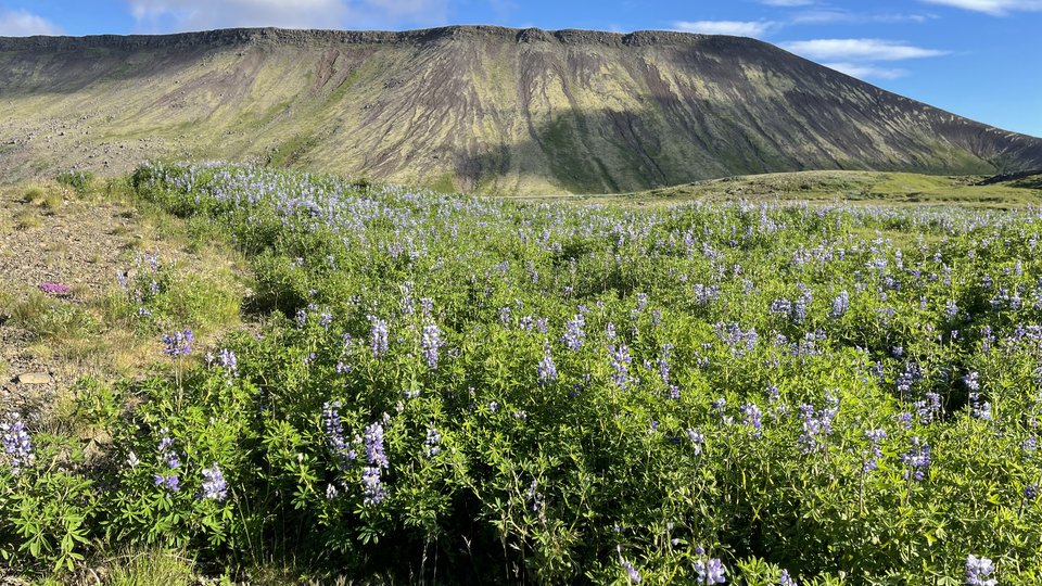 Indjánahöfði - IJsland Rondreis - Doets Reizen 1